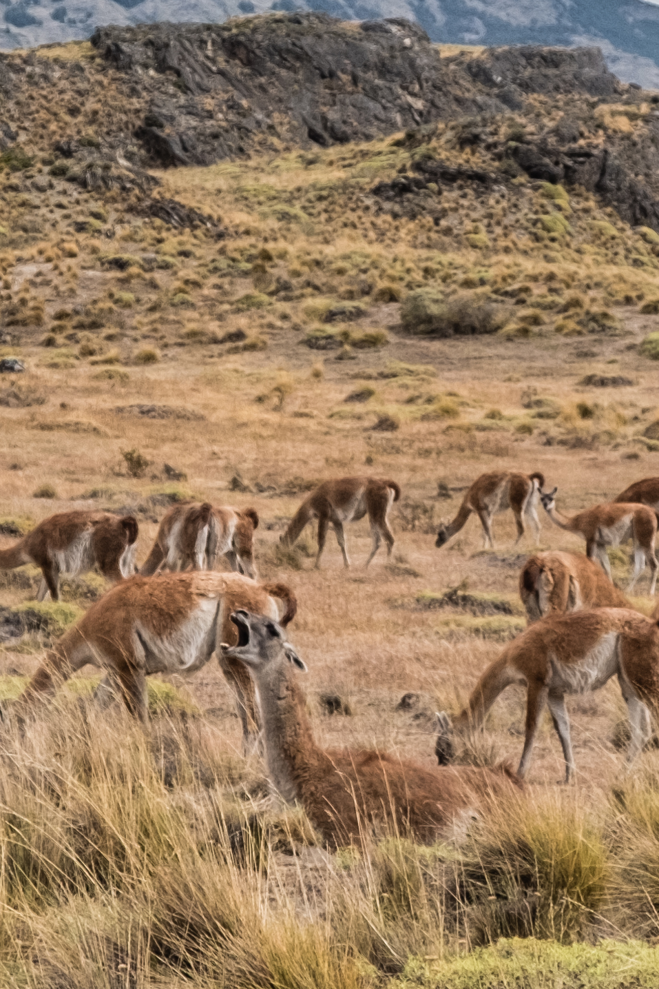 Guanaco2 - Adventure Haks